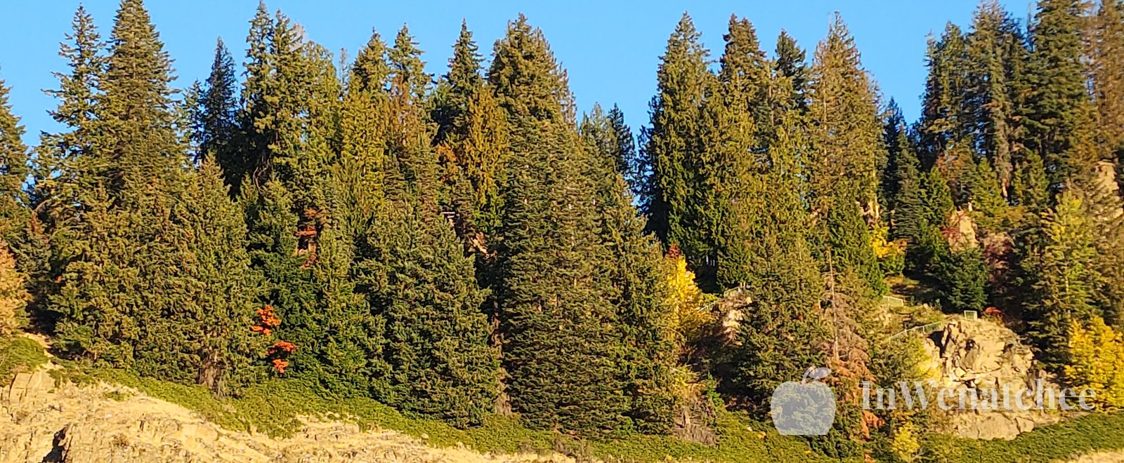 A golden, rocky hillside dotted with evergreen trees, with a little blue sky along the top.