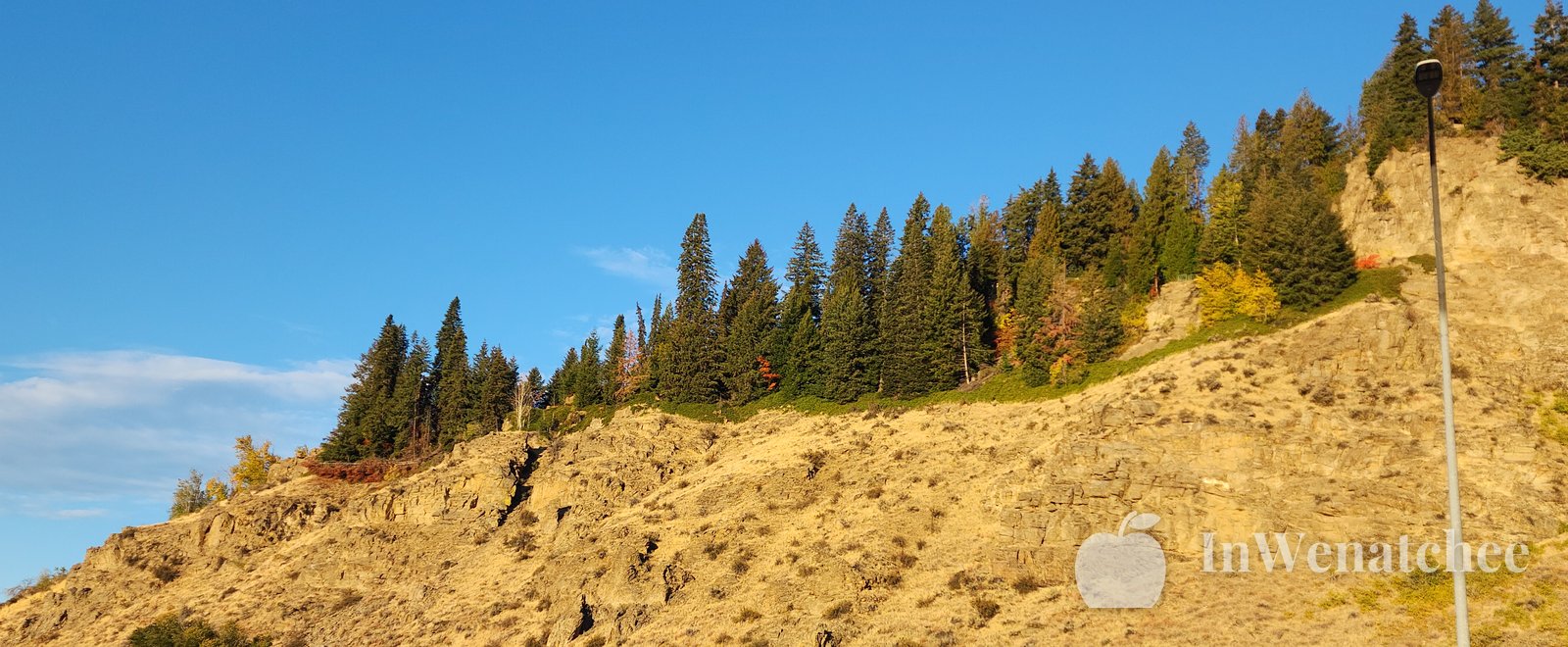 A steep golden, rocky hillside with a stand of evergreen trees along the ridge, blue sky above, and a street lamp at the right edge.