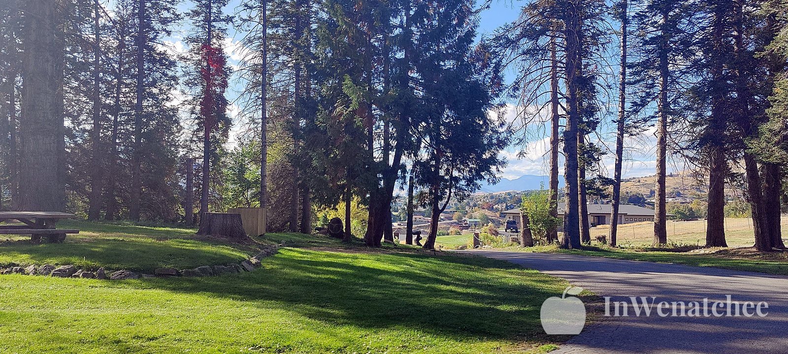 A shaded lawn under the pines in afternoon light.