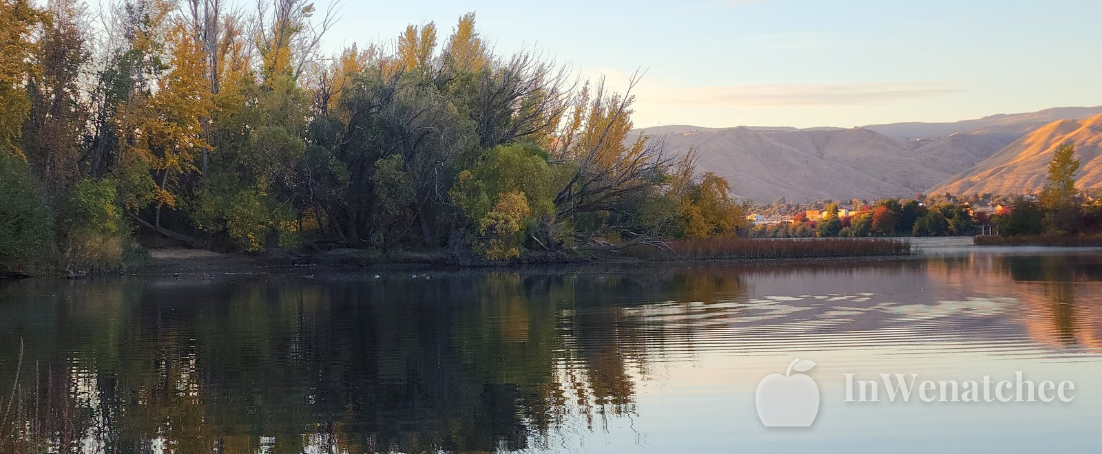 The Columbia between hills at sunset, seen from the Wenatchee riverfront, with a treed bank on one side and reeds in the foreground.